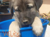 Chiots Kangal à vendre