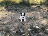À vendre 2 chiots Jack Russell Terriers LOF