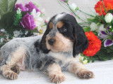 Disponibles à l’achat des chiots Cockers Anglais LOF