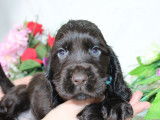 Disponibles à l’achat des chiots Cockers Anglais LOF