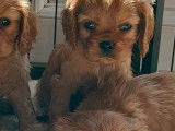 2 chiots Cavaliers King Charles femelles LOF rubis à réserver