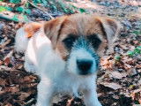 1 chiot Jack Russell Terrier femelle LOF à acheter
