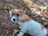 1 chiot Jack Russell Terrier femelle LOF à acheter