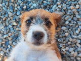 1 chiot Jack Russell Terrier femelle LOF à acheter