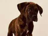 À vendre 2 chiots Cane Corso mâles LOF noir bringé