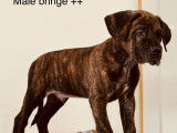 À vendre 2 chiots Cane Corso mâles LOF noir bringé