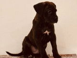 À vendre 2 chiots Cane Corso mâles LOF noir bringé