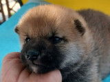 5 chiots Shiba Inu roux LOF à réserver