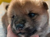 5 chiots Shiba Inu roux LOF à réserver