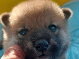 5 chiots Shiba Inu roux LOF à réserver