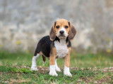 Des chiots Beagles LOF tricolores à vendre