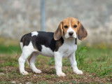 Des chiots Beagles LOF tricolores à vendre