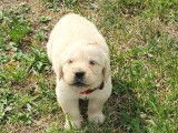 À réserver des chiots Golden Retrievers LOF sable
