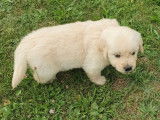 À réserver des chiots Golden Retrievers LOF sable