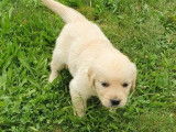 À réserver des chiots Golden Retrievers LOF sable