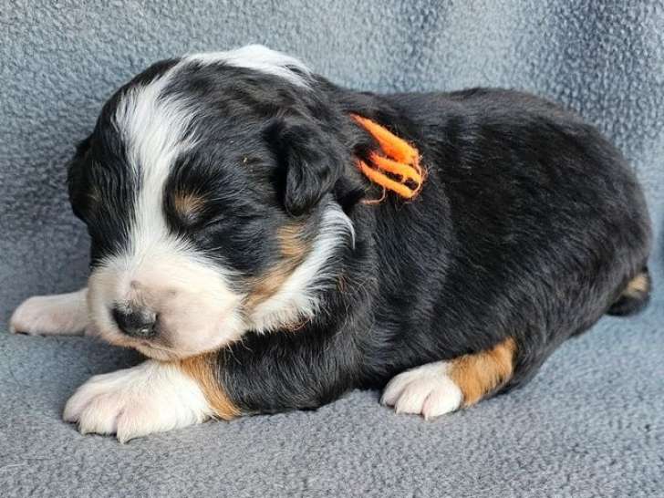 4 chiots Bergers Australiens LOF à réserver