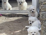 5 chiots Bichons Frisés LOF à réserver