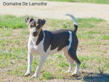 Chienne Terrier Brésilien tricolore LOF de 2 ans disponible à l’achat