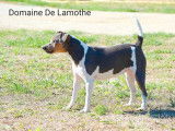 Chienne Terrier Brésilien tricolore LOF de 2 ans disponible à l’achat