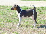 Chienne Terrier Brésilien tricolore LOF de 2 ans disponible à l’achat