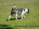 Chienne Terrier Brésilien tricolore LOF de 2 ans disponible à l’achat