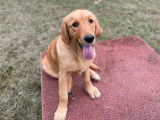 Disponibles à la vente des chiots Golden Retrievers LOF