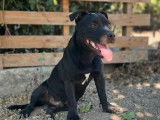 Un chiot mâle Staffordshire Bull Terrier noir disponible à l’achat (LOF)