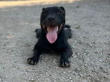 Un chiot mâle Staffordshire Bull Terrier noir disponible à l’achat (LOF)
