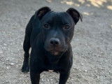 Un chiot mâle Staffordshire Bull Terrier noir disponible à l’achat (LOF)
