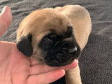 Disponibles à la réservation 10 chiots Mastiff Anglais LOF
