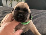 Disponibles à la réservation 10 chiots Mastiff Anglais LOF
