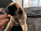 Disponibles à la réservation 10 chiots Mastiff Anglais LOF