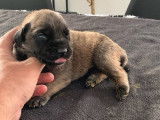 Disponibles à la réservation 10 chiots Mastiff Anglais LOF