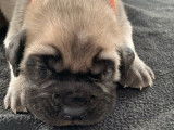 Disponibles à la réservation 10 chiots Mastiff Anglais LOF