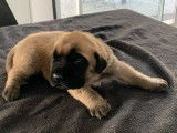 Disponibles à la réservation 10 chiots Mastiff Anglais LOF