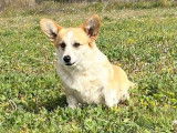 Disponible à la vente une chienne Welsh Corgi Pembroke LOF de 4 ans