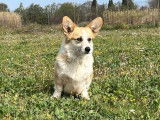 Disponible à la vente une chienne Welsh Corgi Pembroke LOF de 4 ans