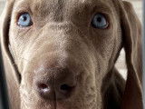 Chiots Braques de Weimar disponibles