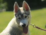 À vendre un chiot mâle Husky Sibérien LOF