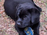 2 chiots Labradors LOF mâles disponibles à la vente