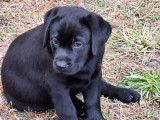 2 chiots Labradors LOF mâles disponibles à la vente