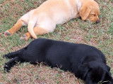 2 chiots Labradors LOF mâles disponibles à la vente