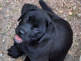 2 chiots Labradors LOF mâles disponibles à la vente