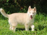 5 magnifiques chiots Huskys Sibériens LOF à vendreh