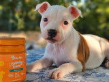 À vendre : 3 chiots Staffordshire Bull Terrier LOF