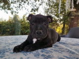 À vendre : 3 chiots Staffordshire Bull Terrier LOF