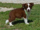 Un chiot mâle Border Collie chocolat LOF à vendre