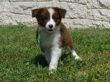 Un chiot mâle Border Collie chocolat LOF à vendre