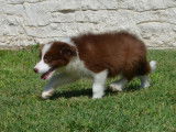 Un chiot mâle Border Collie chocolat LOF à vendre