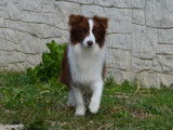 Un chiot mâle Border Collie chocolat LOF à vendre